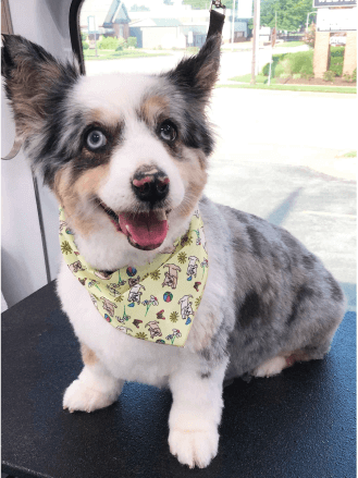 aussie-petmobile-pet